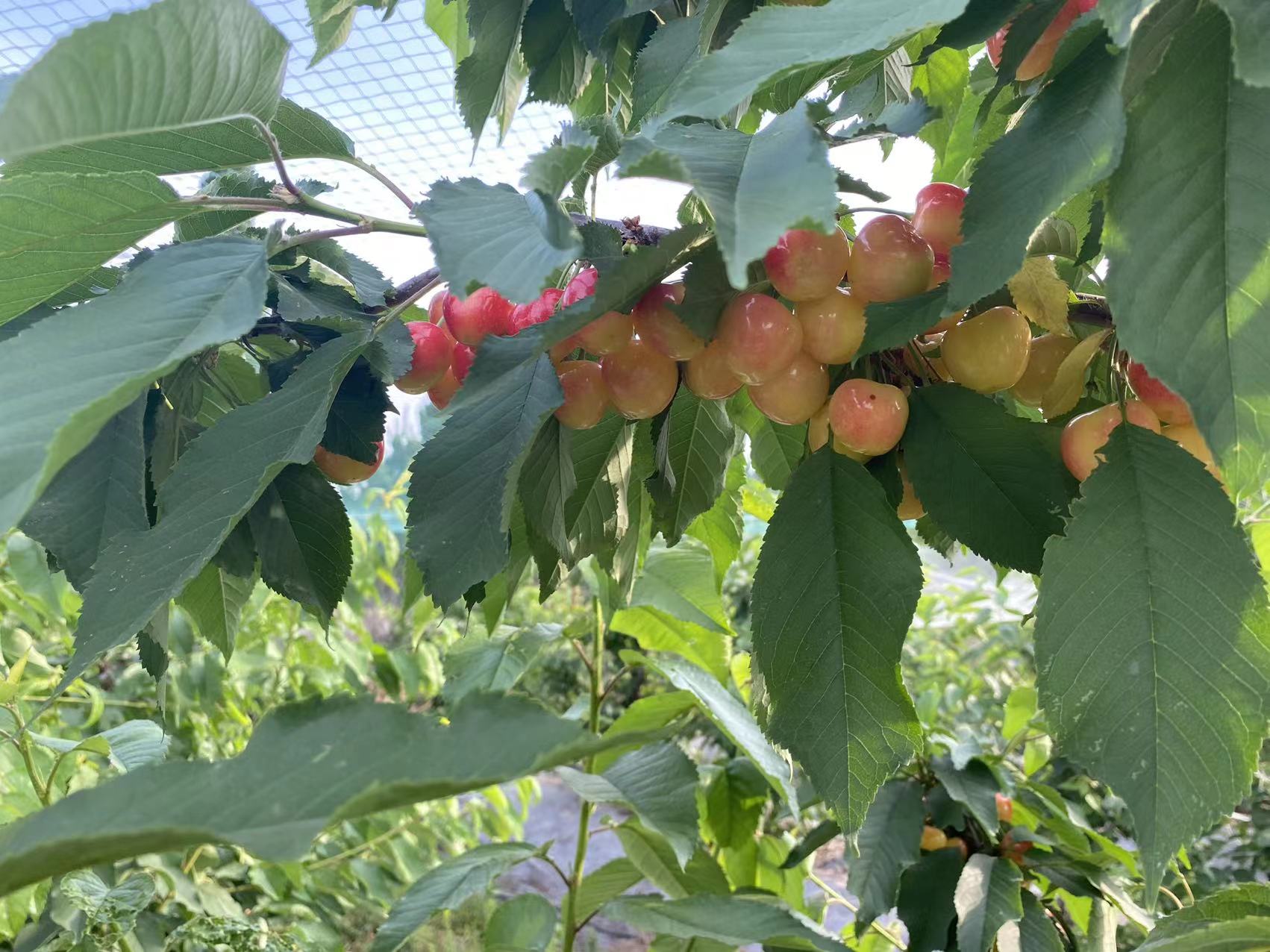 臥龍市場報價魯英三號櫻桃苗
