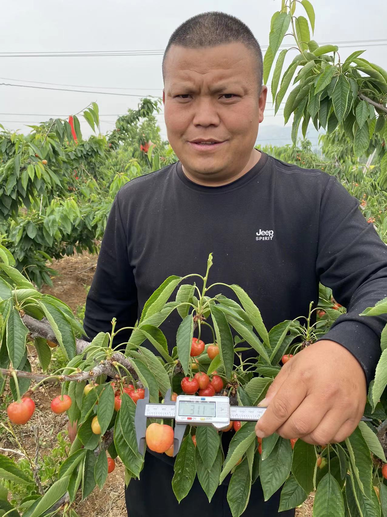 老河口市貨源地在哪吉塞拉櫻桃苗