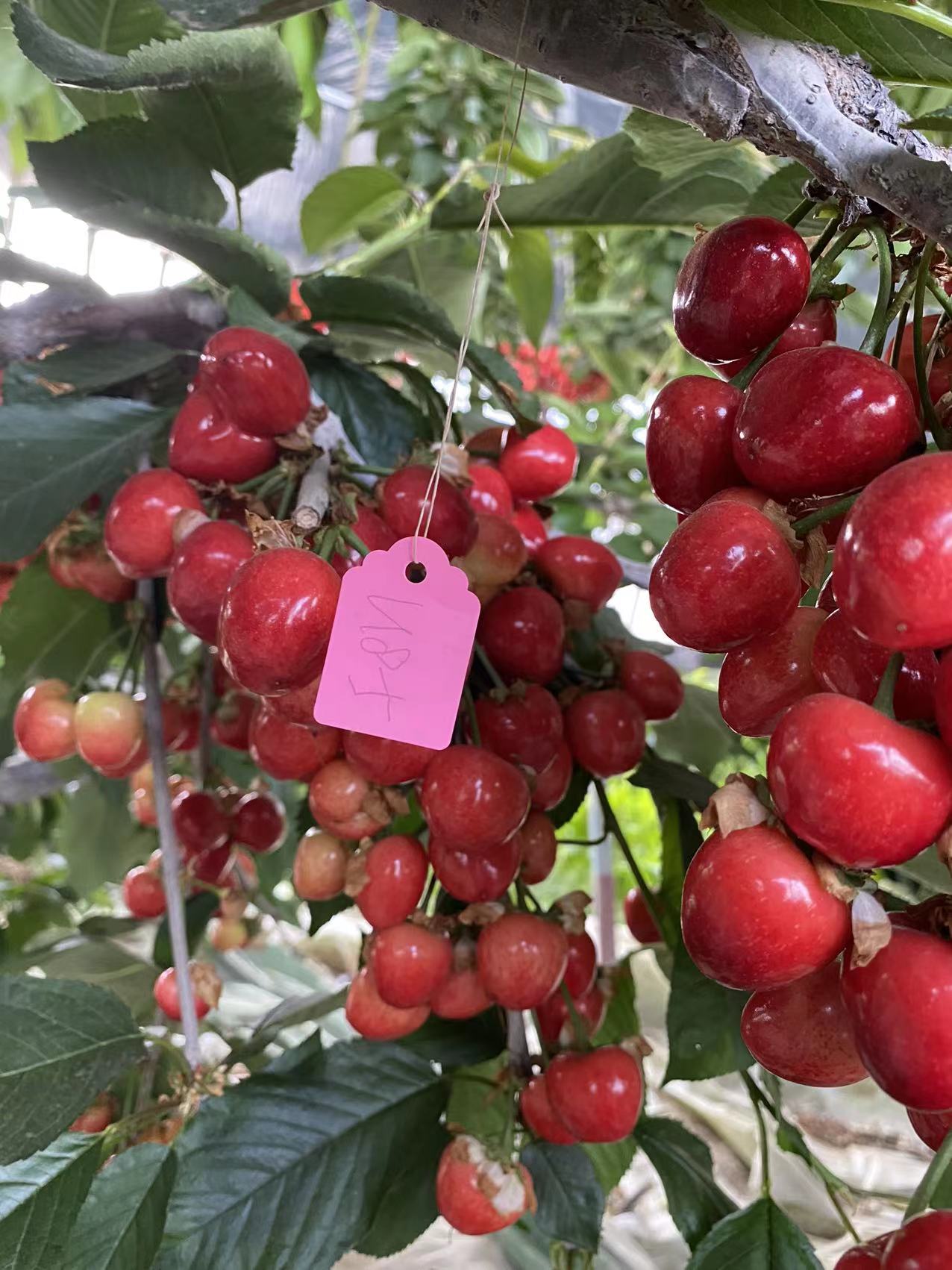 思南施肥技術(shù)輝煌1-5櫻桃苗