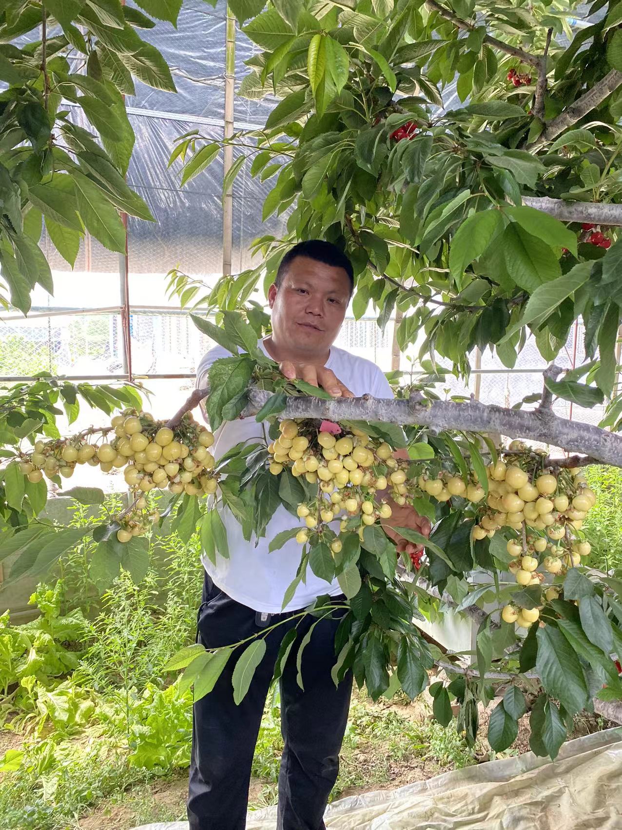 高港區(qū)零售價馬文櫻桃苗