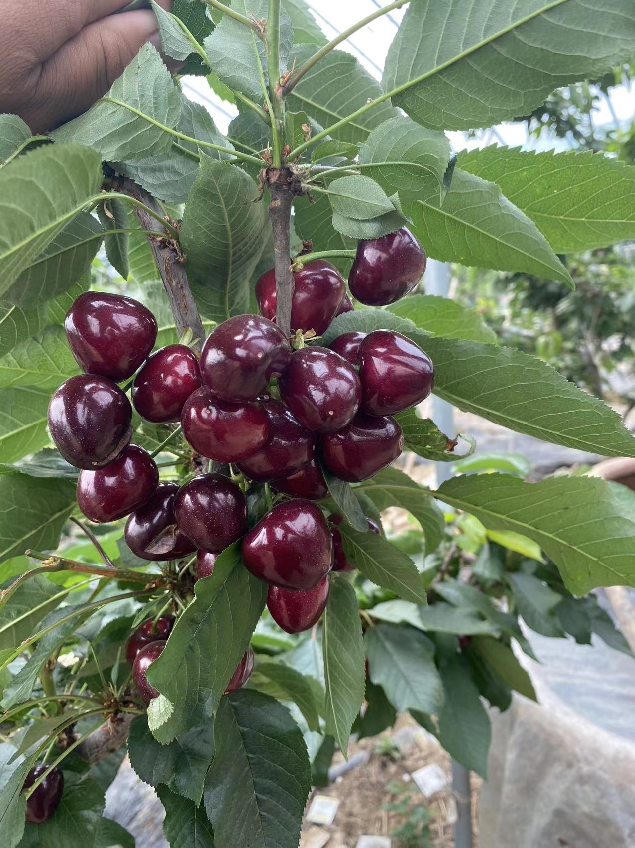 余杭區哪家買岱紅櫻桃苗