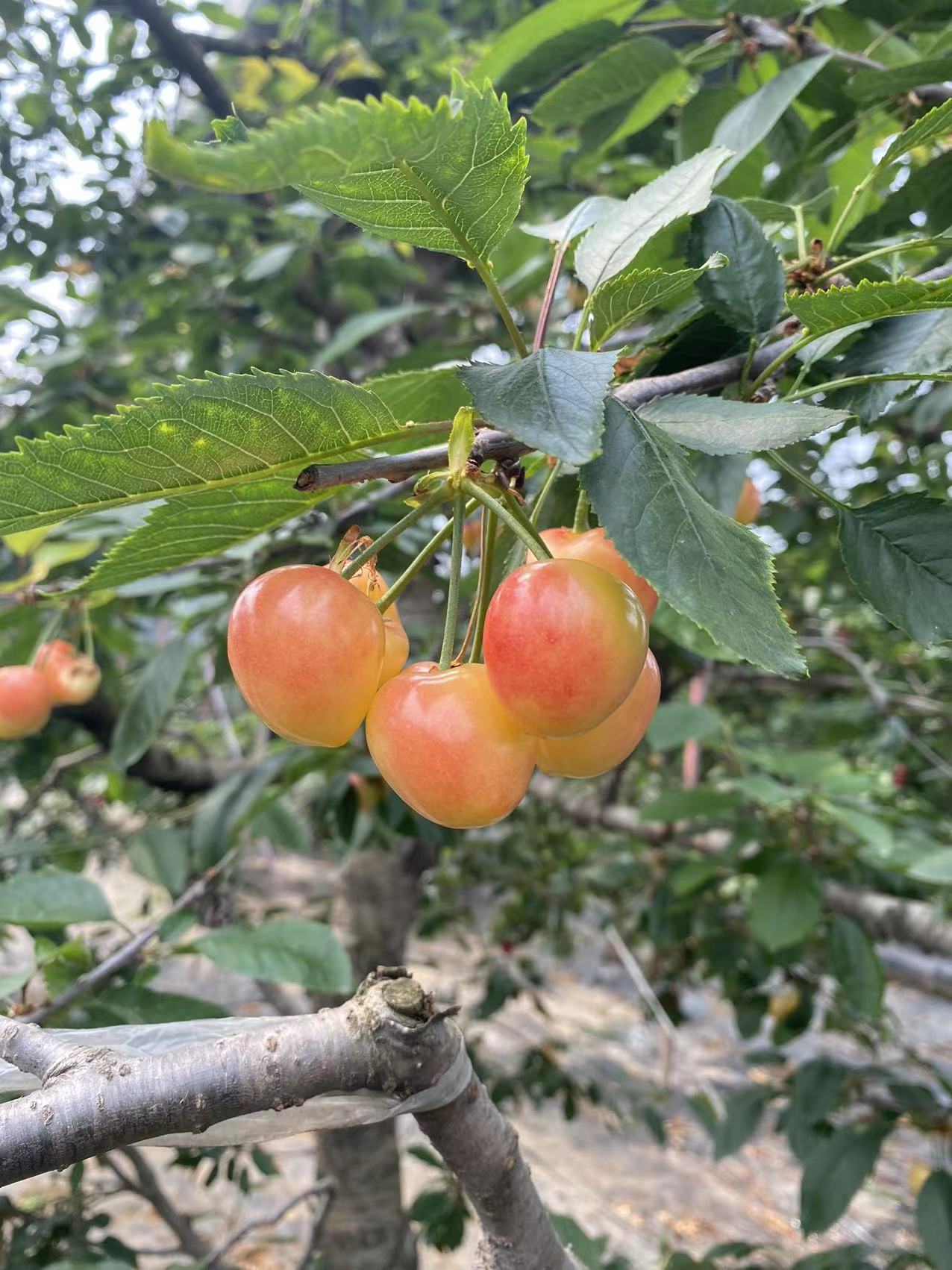 蒼南市場走向桑德拉櫻桃苗