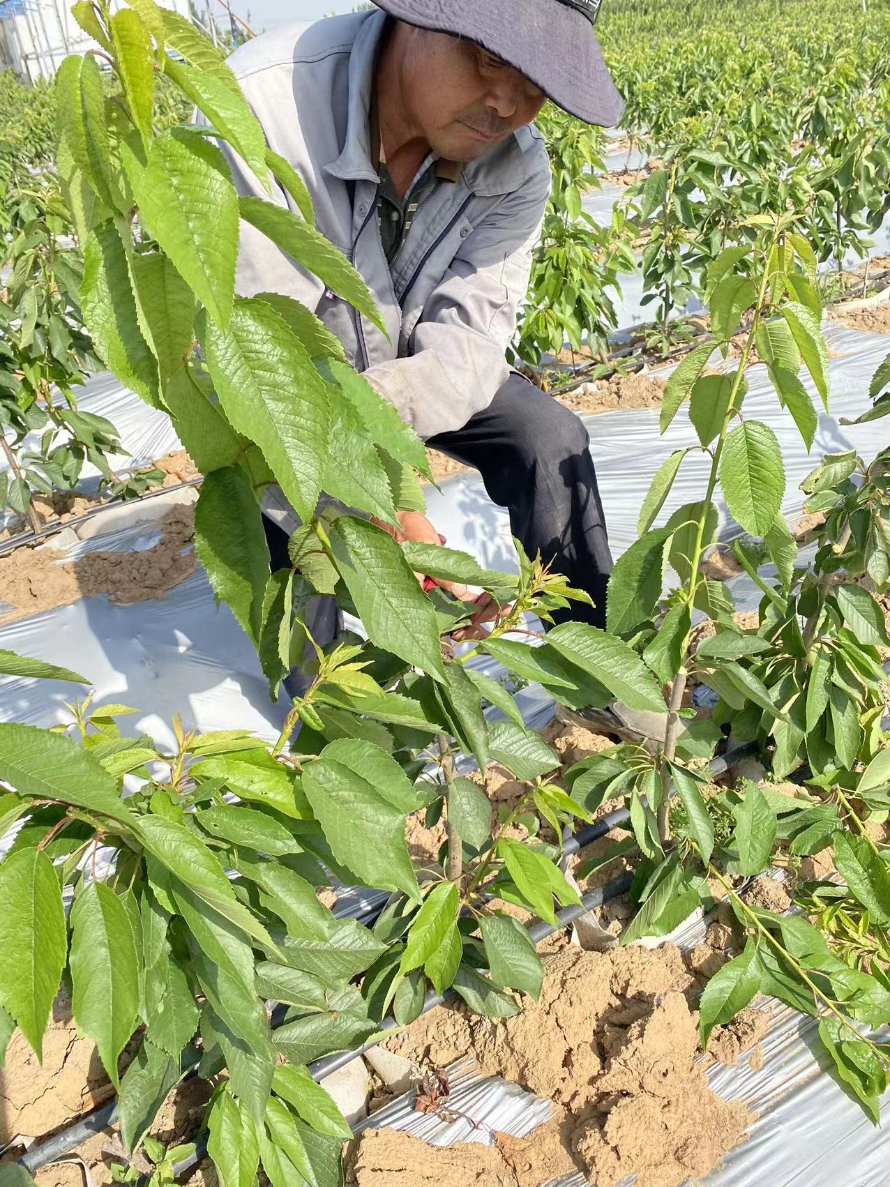 宣威市哪里賣拉賓斯櫻桃苗