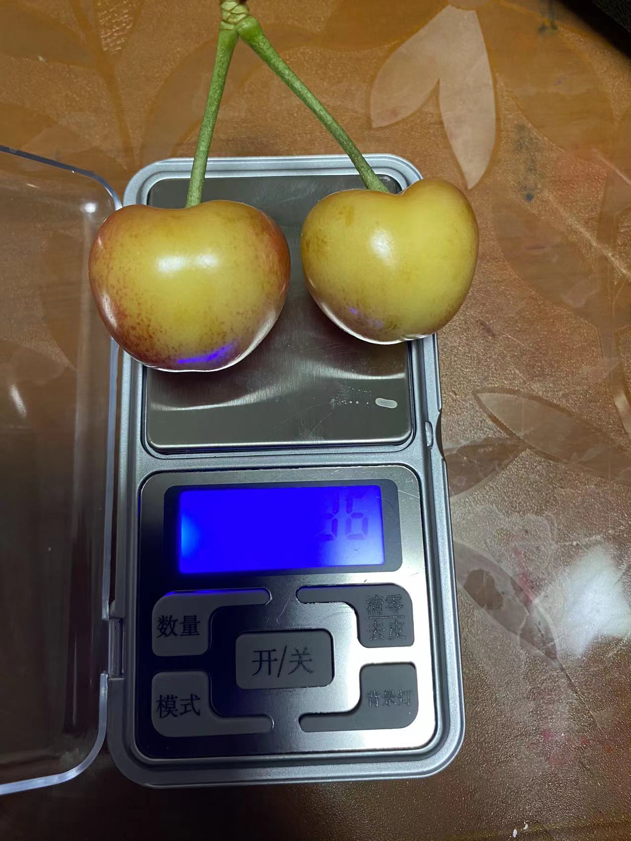 開縣價格表明珠櫻桃苗