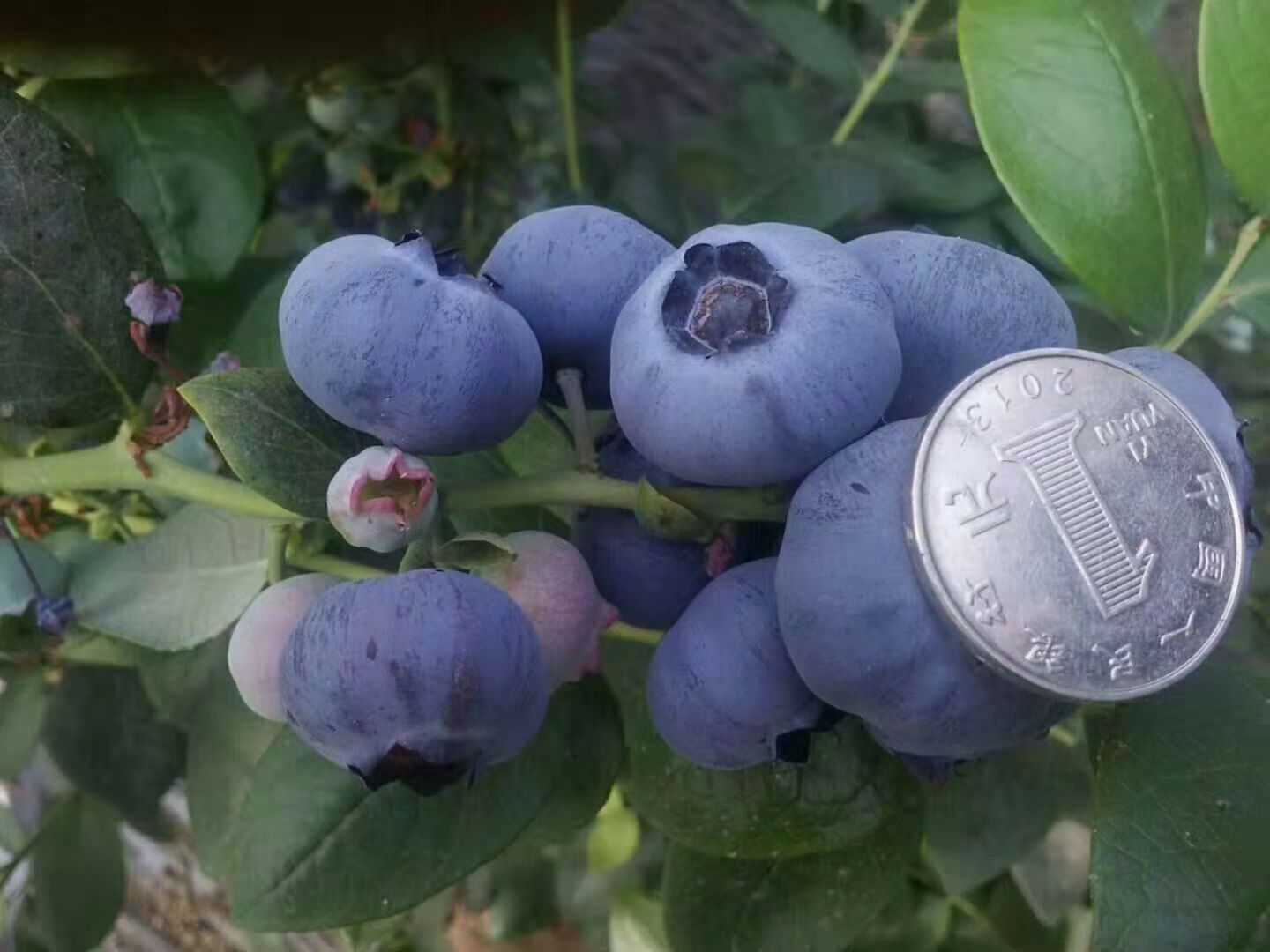 大通土族自治,两年生蓝莓苗种植管理2023价格表