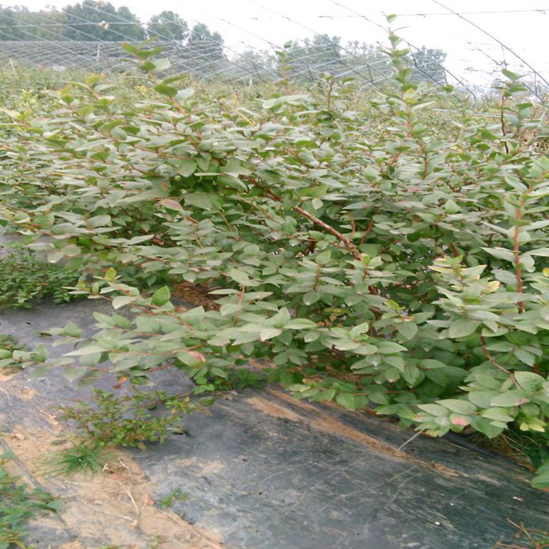 循化撒拉族自治,蓝光蓝莓苗便宜报产蓝莓苗
