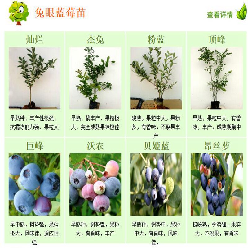 台江,蓝金蓝莓苗厂家供货粉蓝蓝莓苗