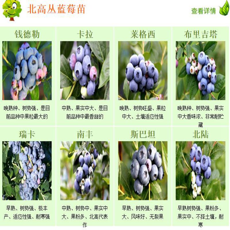 西夏区,蓝光蓝莓苗基地直供高产蓝莓苗
