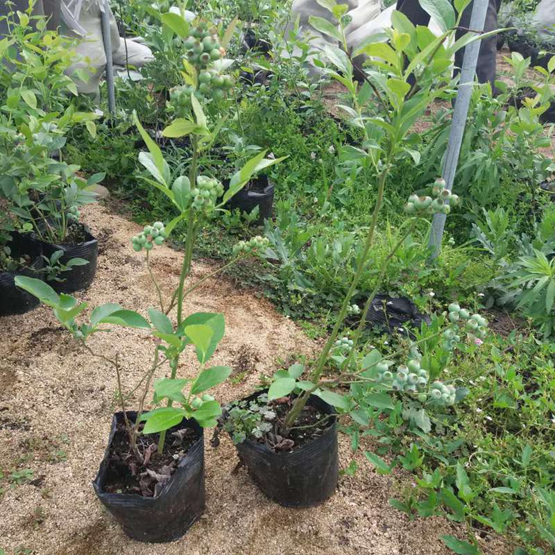 逊克,品种蓝莓苗大量批发价格三年生蓝莓苗