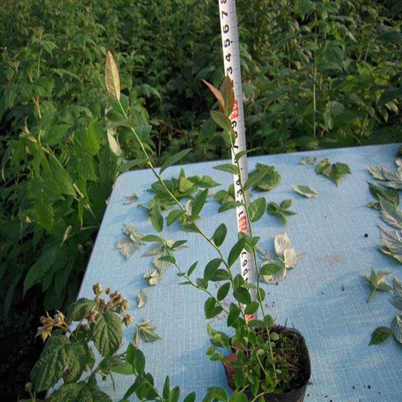 逊克,品种蓝莓苗大量批发价格三年生蓝莓苗