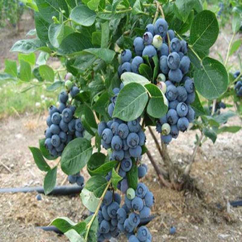 于都,品种蓝莓苗服务为先三年生蓝莓苗