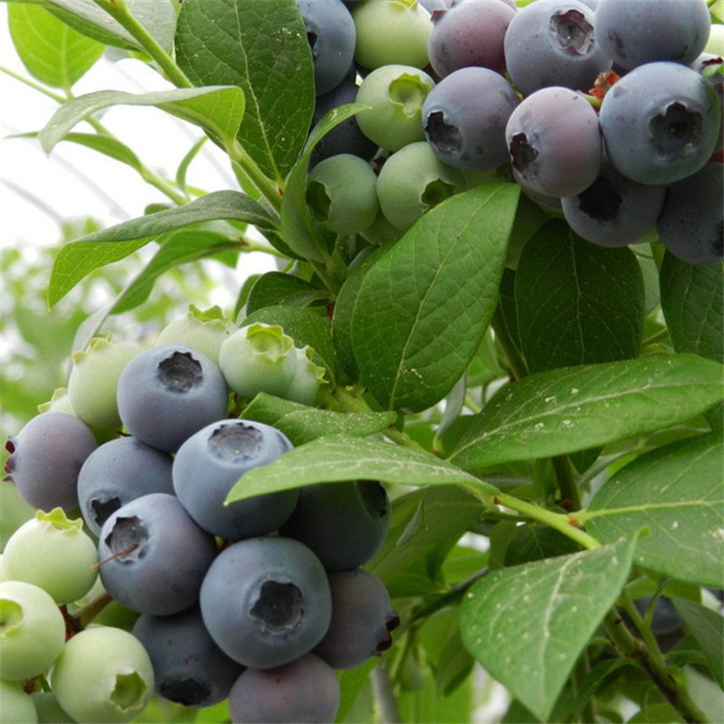 大通土族自治,两年生蓝莓苗种植管理2023价格表