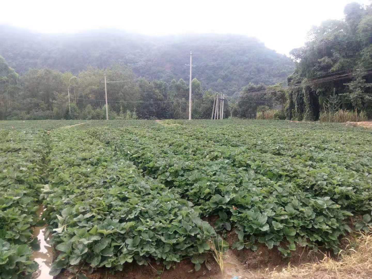 沙县易成活草莓苗厂家服务为先旭昇园艺场基地直发现苗现发