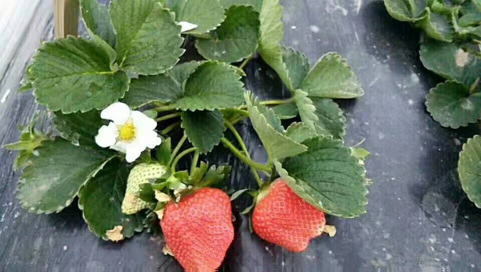 开化四季草莓苗供应必看厂家