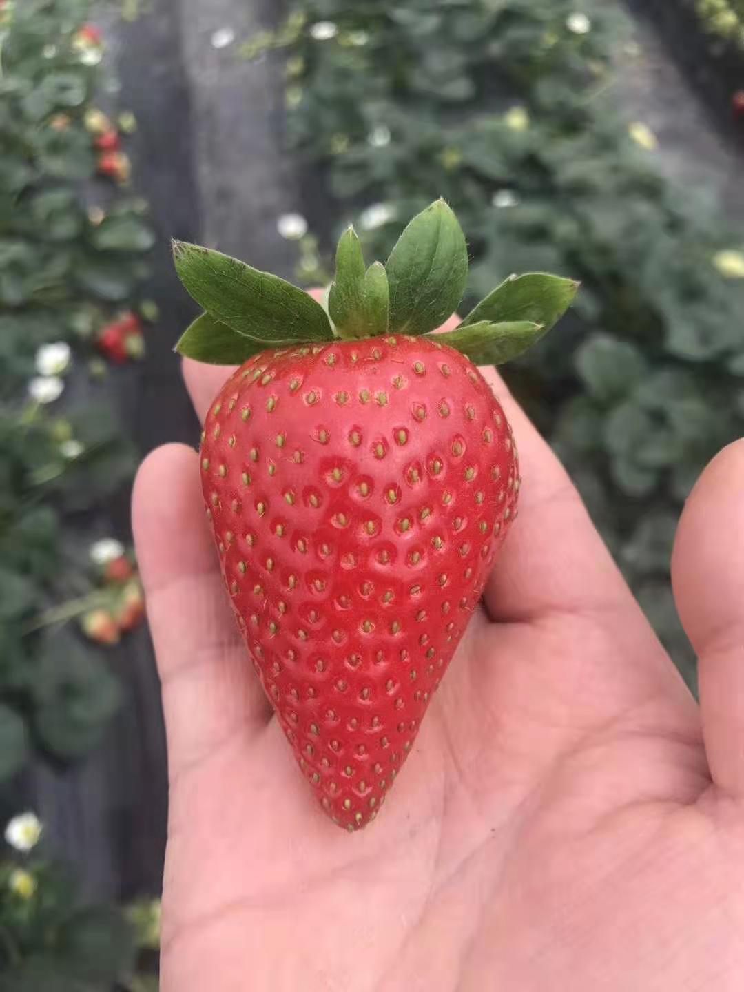 临武圣诞红草莓苗种植技巧