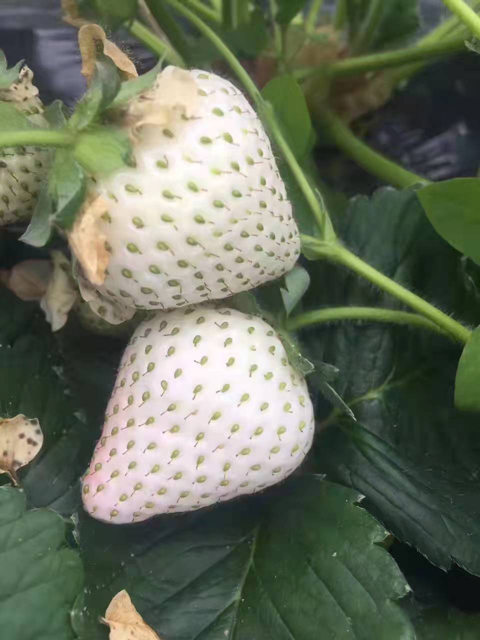 开化四季草莓苗供应必看厂家