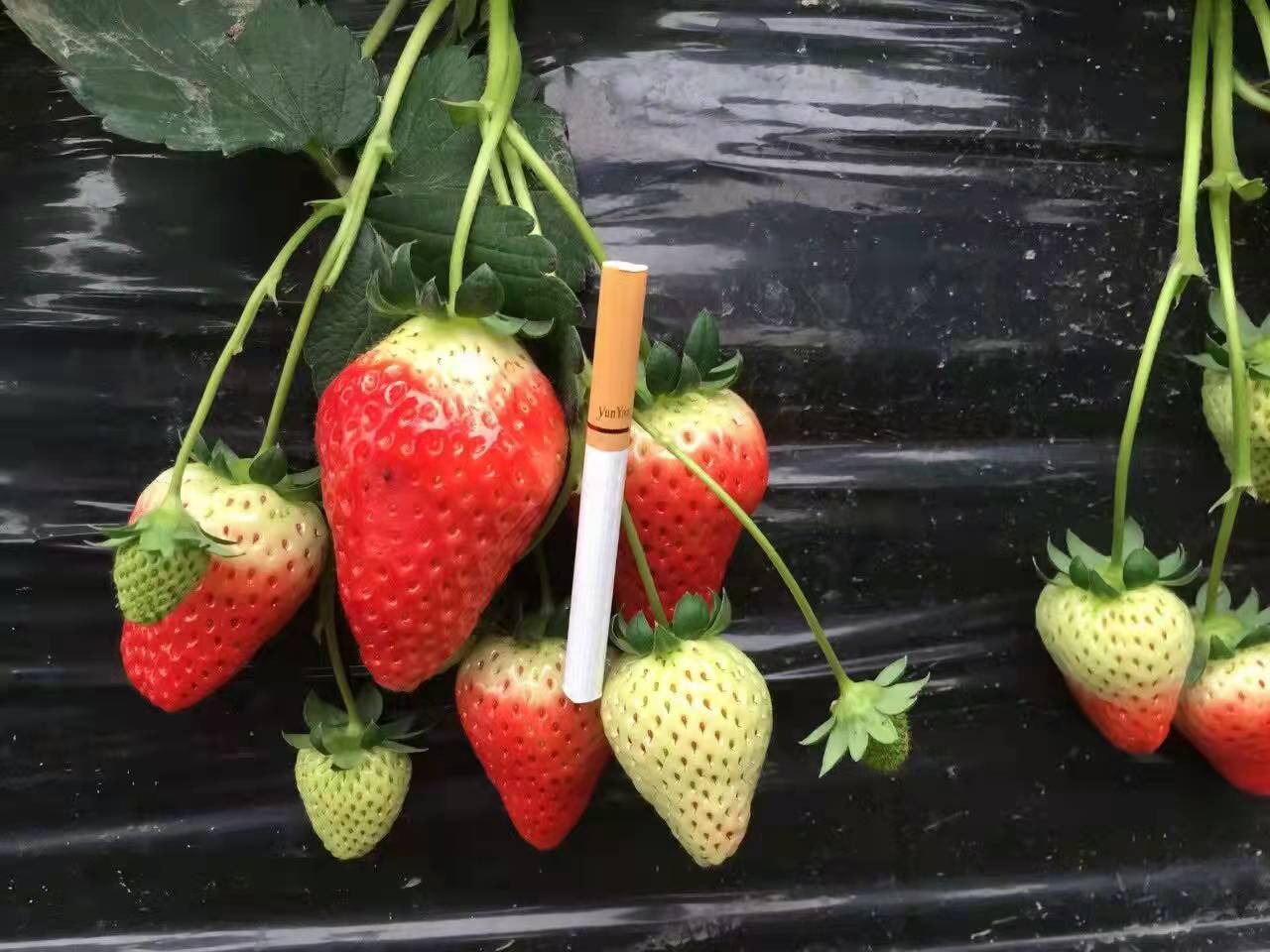 阿克苏法兰地草莓苗新品种（2023现货）