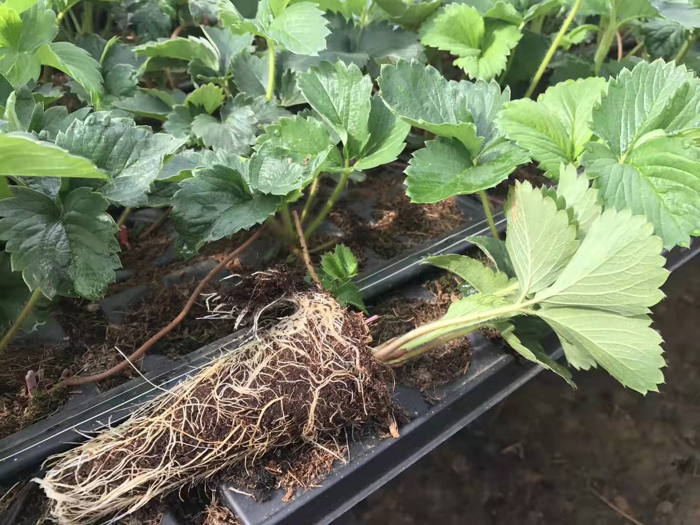 阿克苏法兰地草莓苗新品种（2023现货）