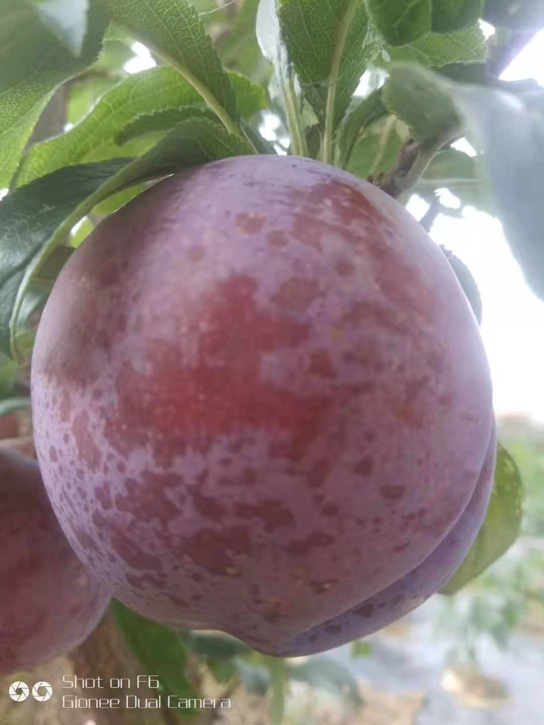 玉門便宜報(bào)價(jià)紅球櫻桃苗