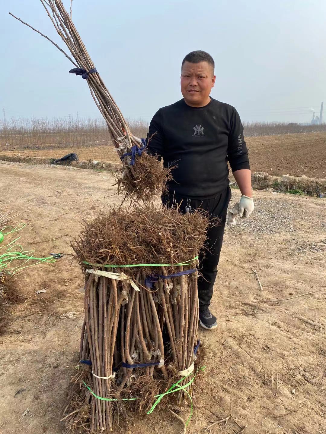 界首訂苗熱線沙王櫻桃苗