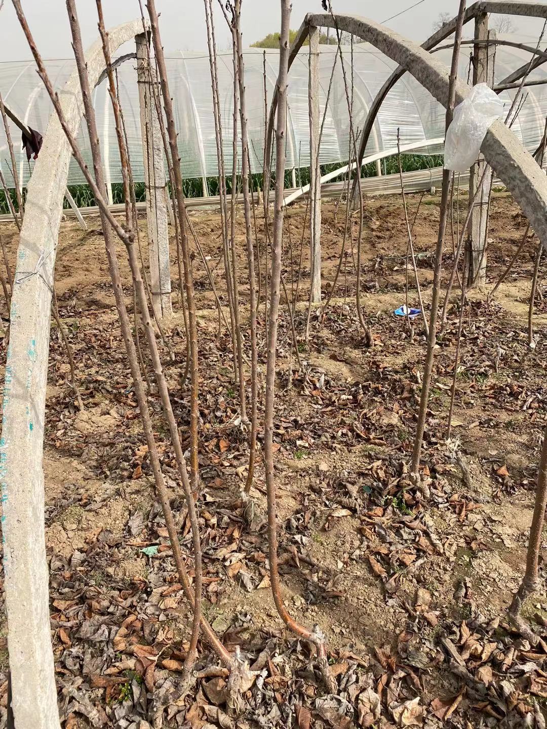 思南施肥技術(shù)輝煌1-5櫻桃苗