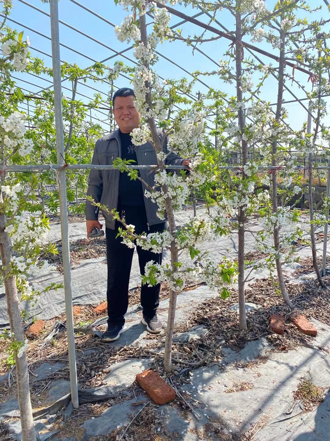 鎮(zhèn)安培育基地品種櫻桃苗