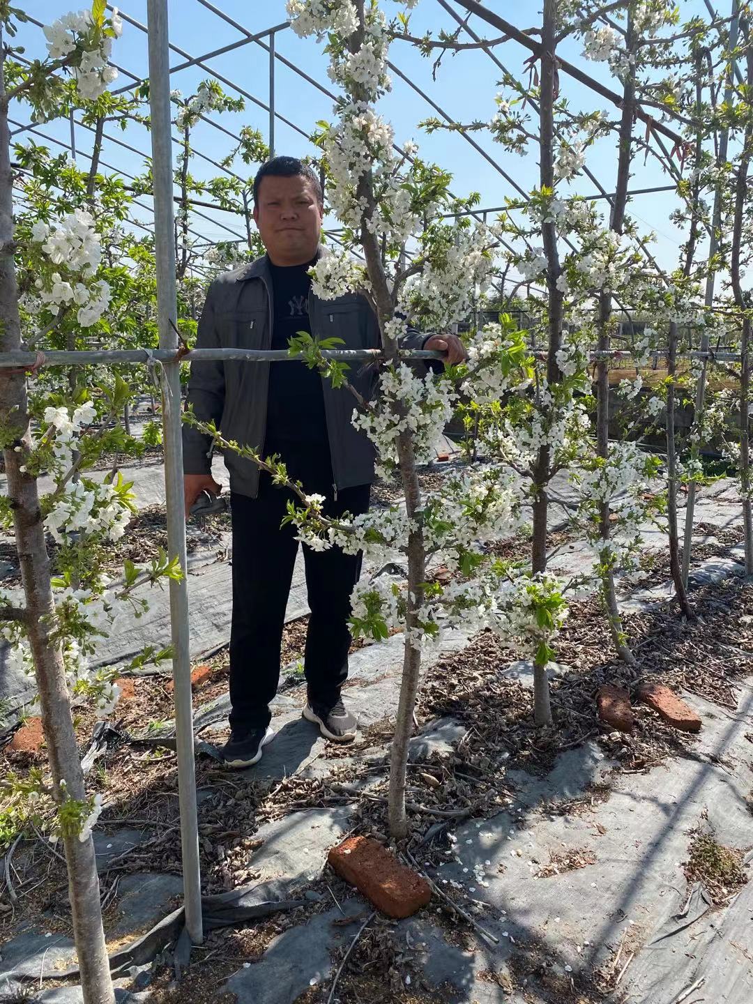禹會(huì)種植基地齊早櫻桃苗