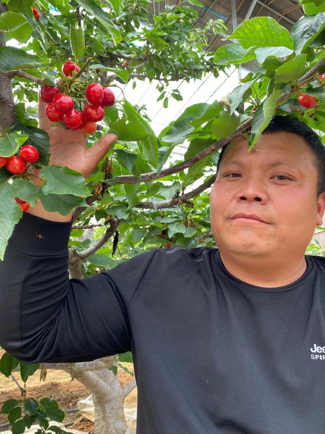 新林找哪家玉皇李子苗