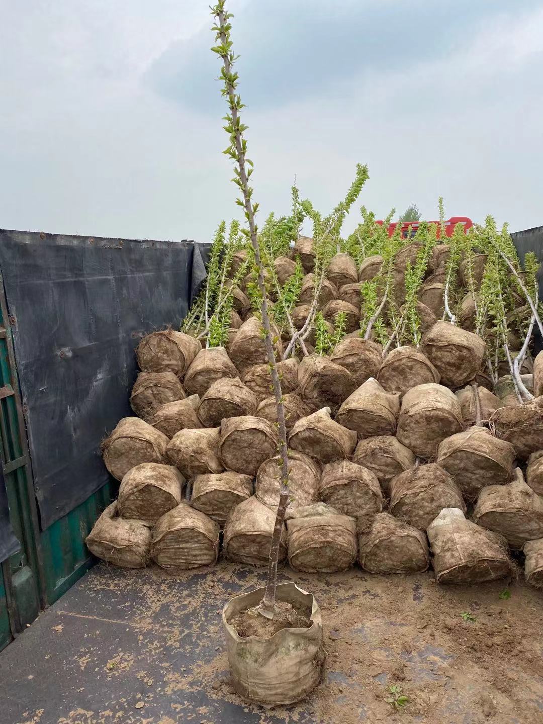 樂東種植基地加拿大巨人櫻桃苗