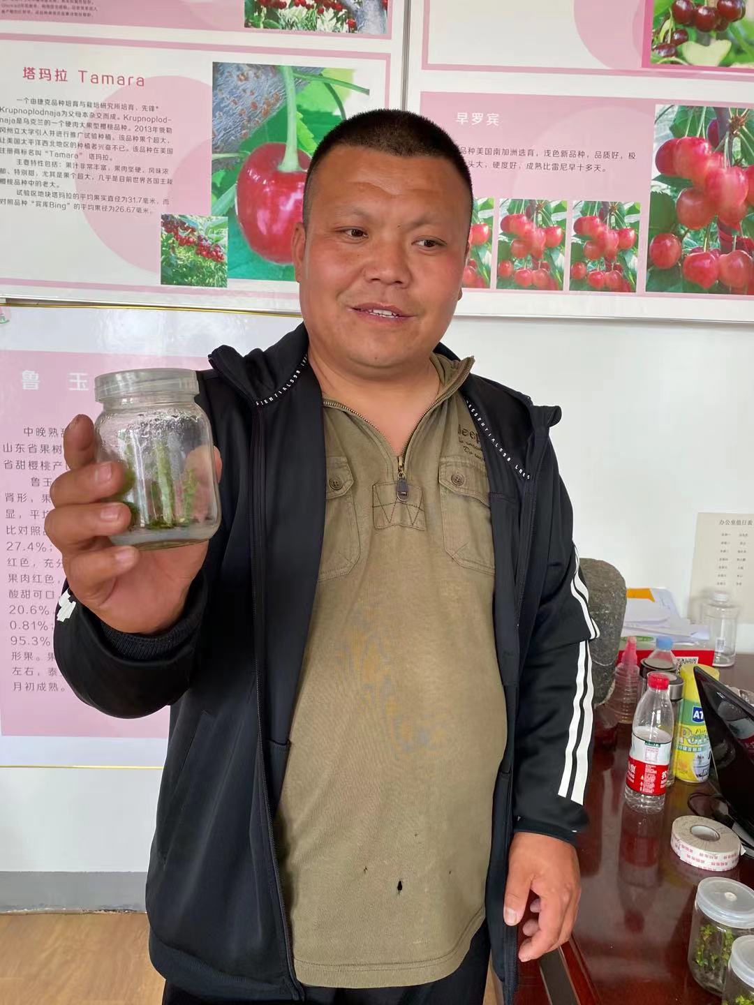 湄潭廠家電話晚紅珠櫻桃苗