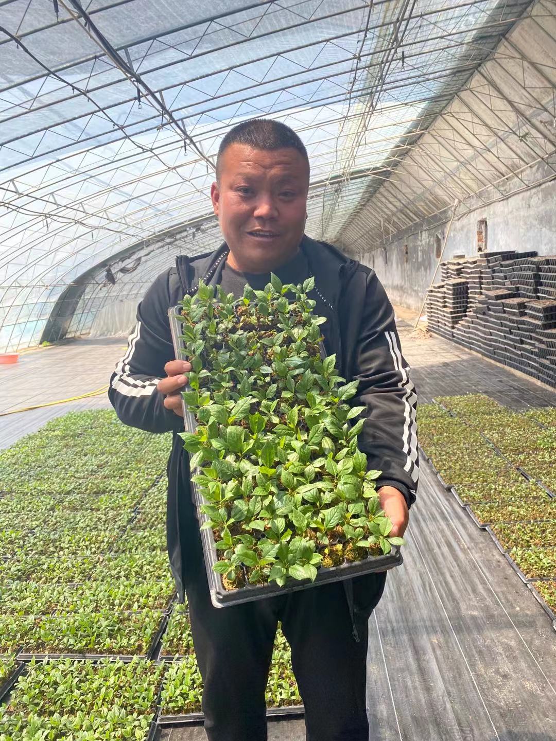 城中點(diǎn)擊早大果櫻桃苗