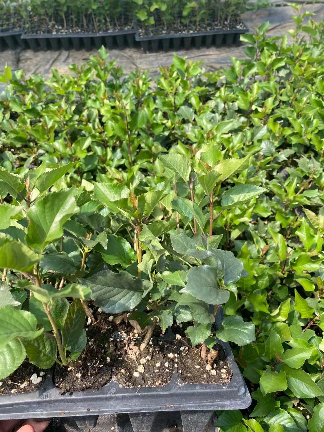 陜州區廠家鑄造輝煌岱紅櫻桃苗