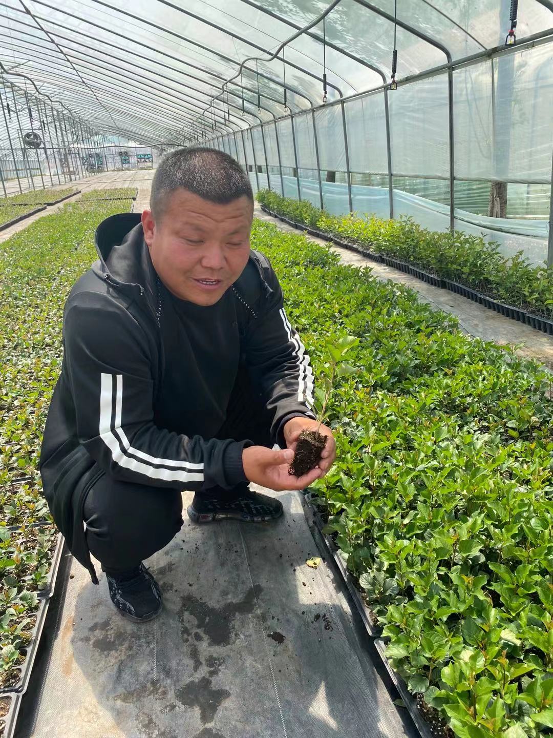 高埗鎮(zhèn)商家科里斯蒂娜櫻桃苗