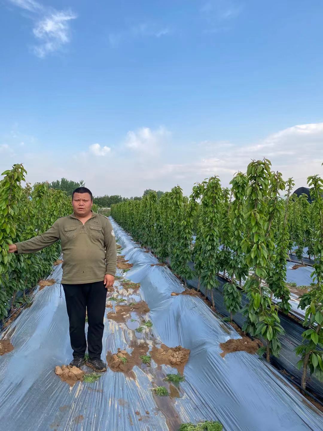 埇橋區培育要求霖寶櫻桃苗