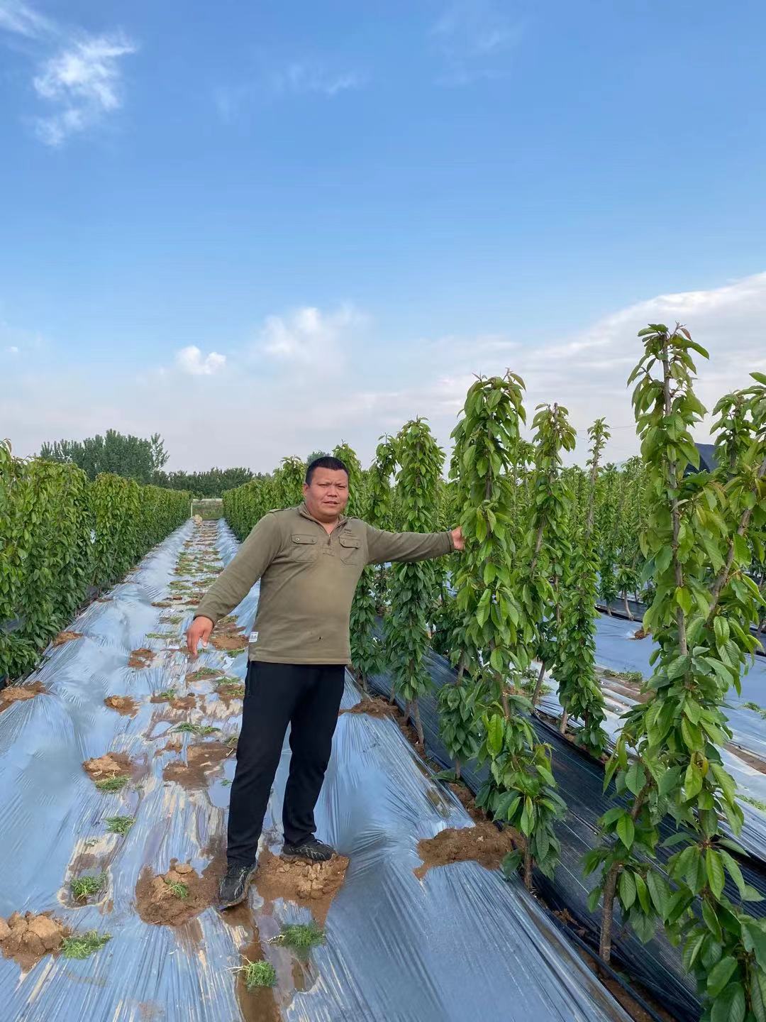 瓦房店哪家買玉皇李子苗
