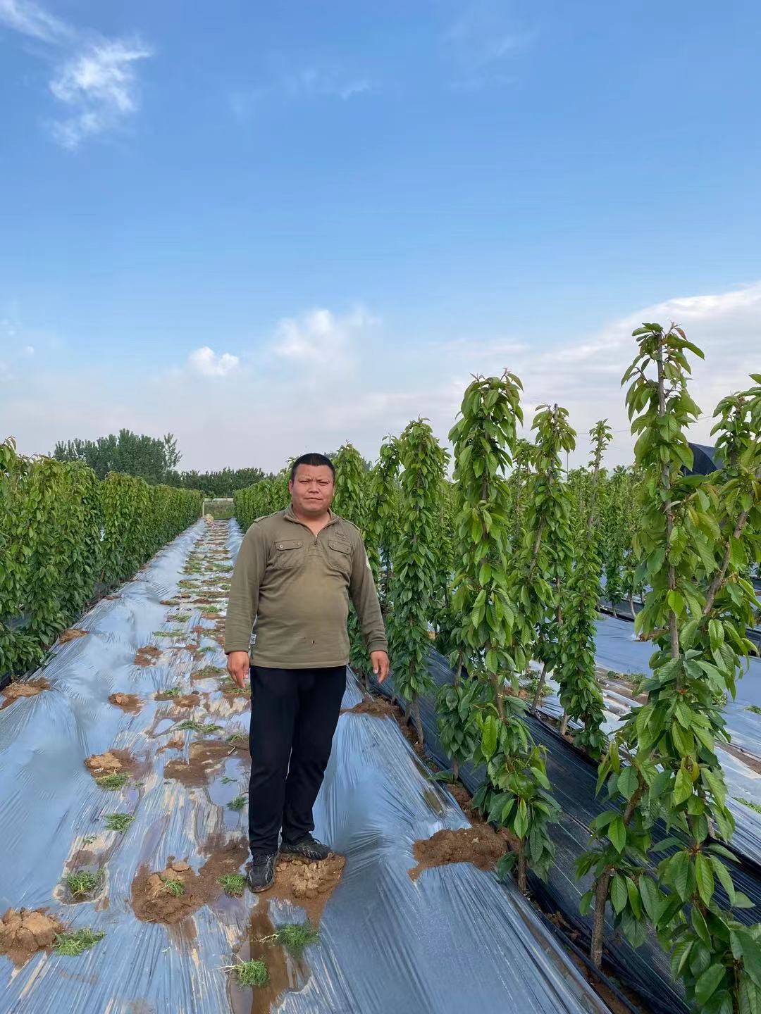 江城區今年價格佳紅櫻桃苗