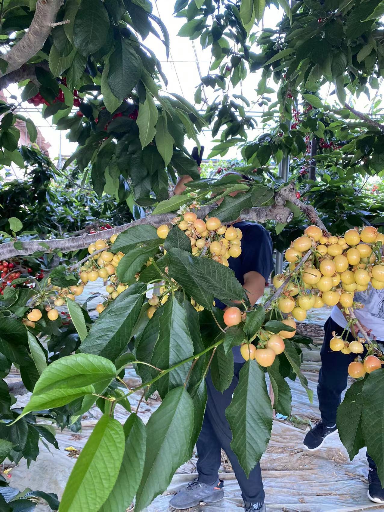雨花訂苗熱線雷杰娜櫻桃苗