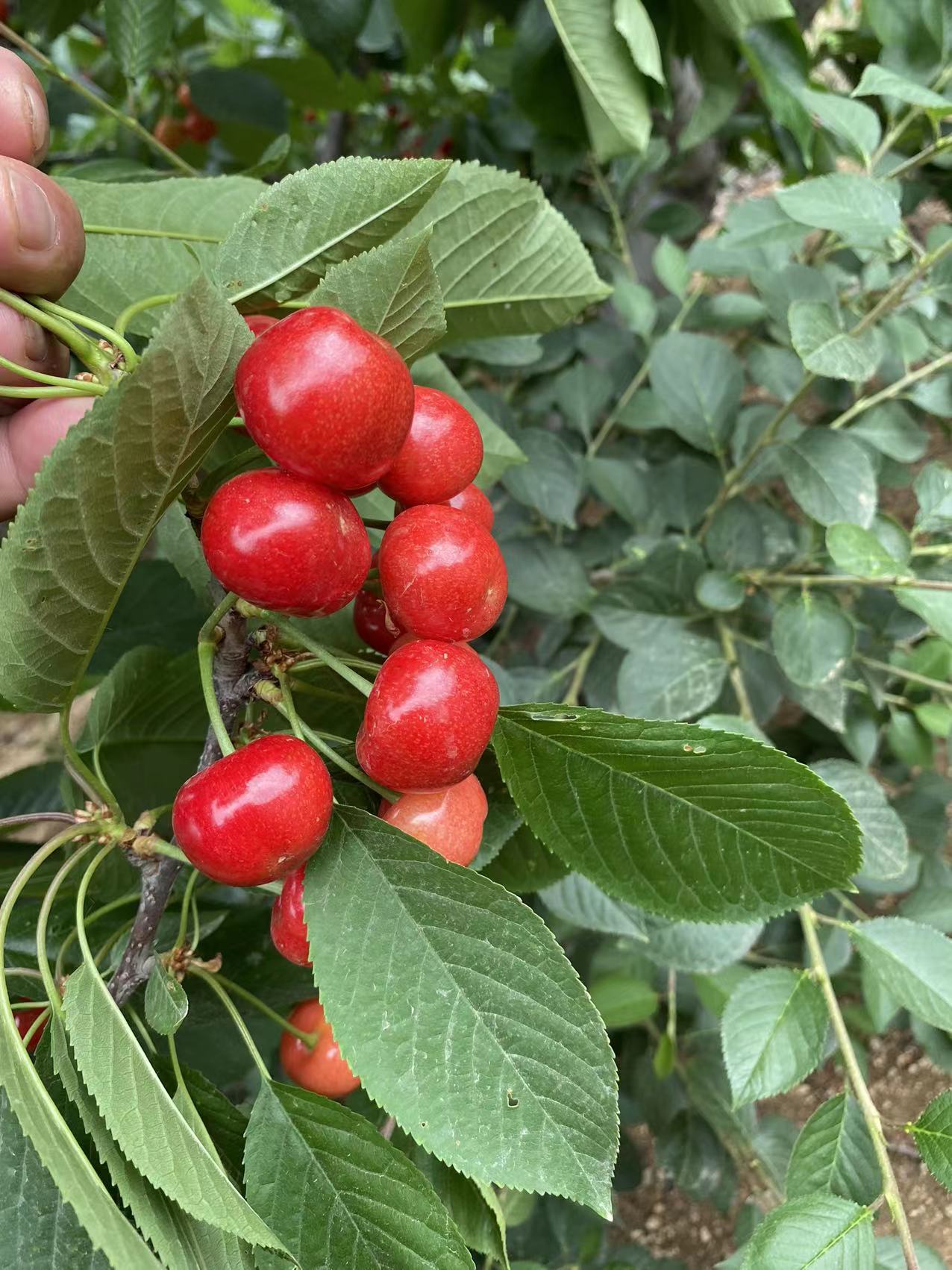 花都基地矮化樱桃苗