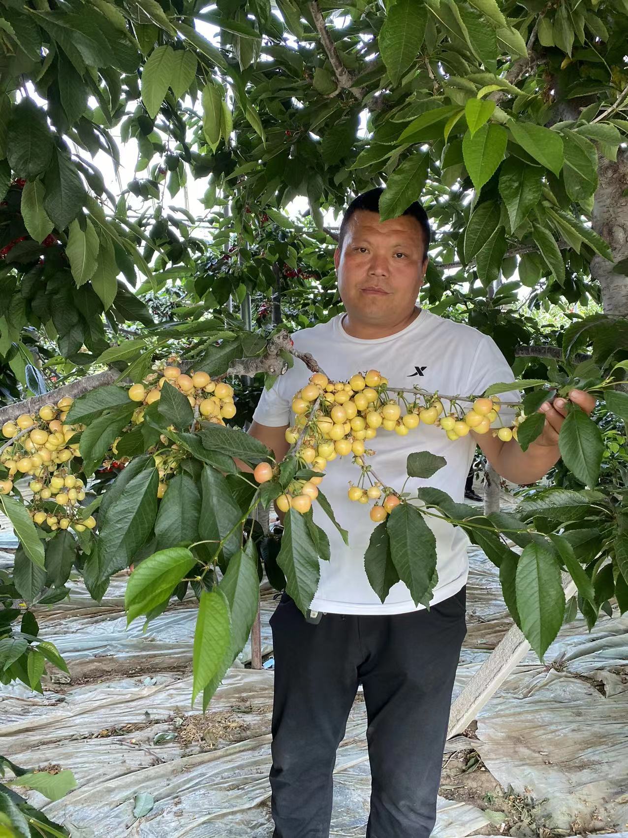 木里藏族自治推薦培育櫻桃苗
