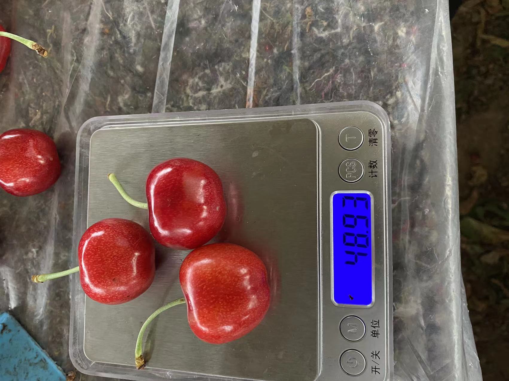 惠水致富新品種羅亞李櫻桃苗