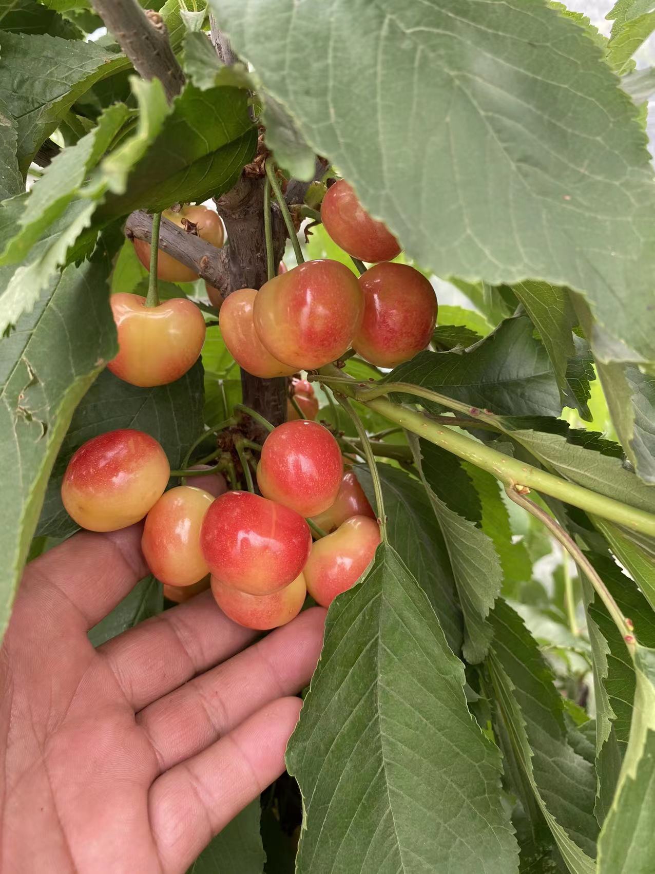 漢壽詳細解讀魯英五號櫻桃苗