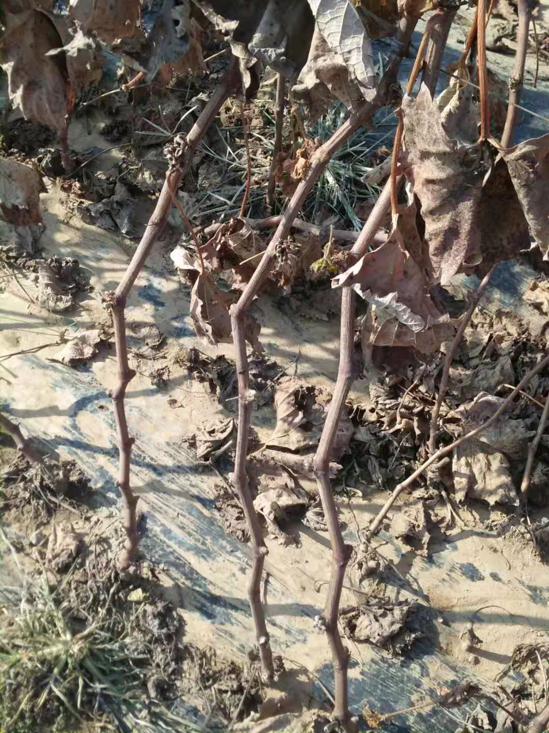 扶余新優品種魯英八號櫻桃苗