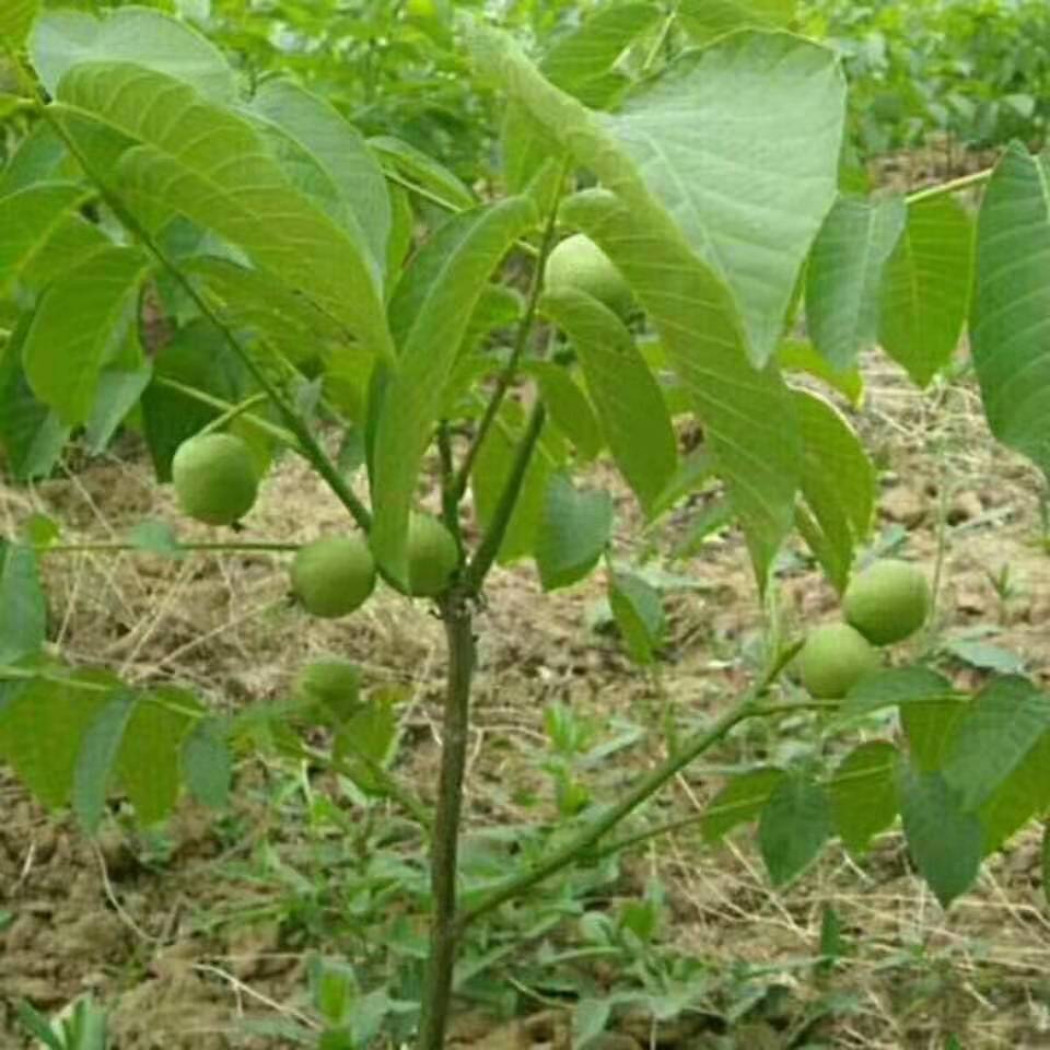 城中點(diǎn)擊早大果櫻桃苗