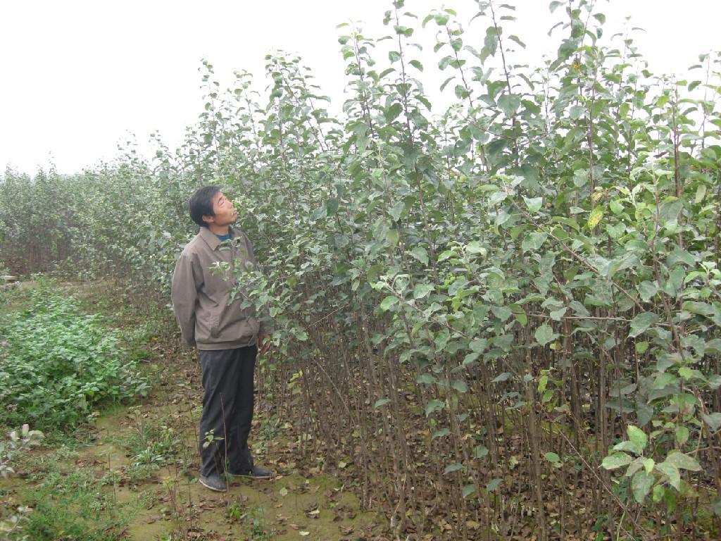 廣饒紅乳蘋果苗批發(fā)商