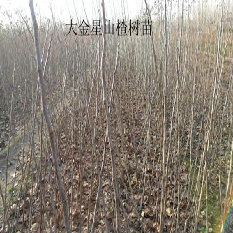 嫁接山楂苗,敞口山楂苗施肥技術(shù)