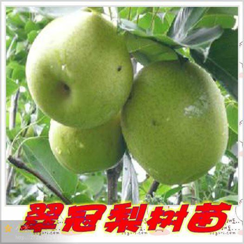 秀峰易成活梨苗,易成活梨苗電話