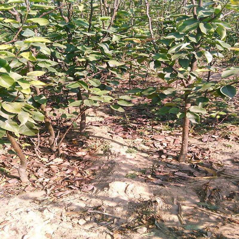 雙遼梨樹苗,梨樹苗規(guī)格表
