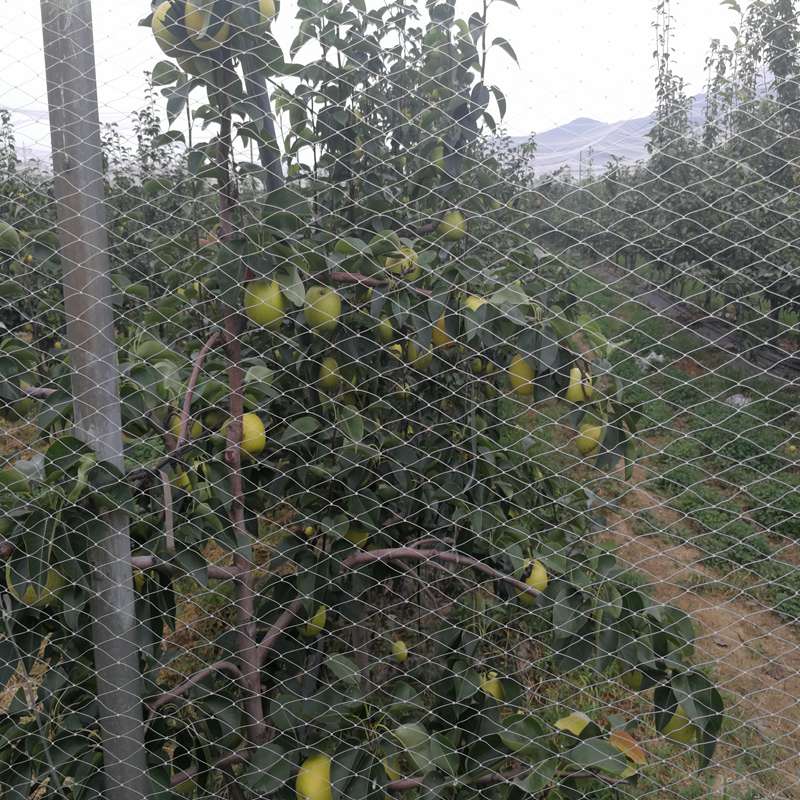 沙河金陽(yáng)蜜3號梨苗,金陽(yáng)蜜3號梨苗查看