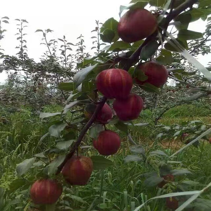 垣曲意大利黑梨苗,意大利黑梨苗技术指导