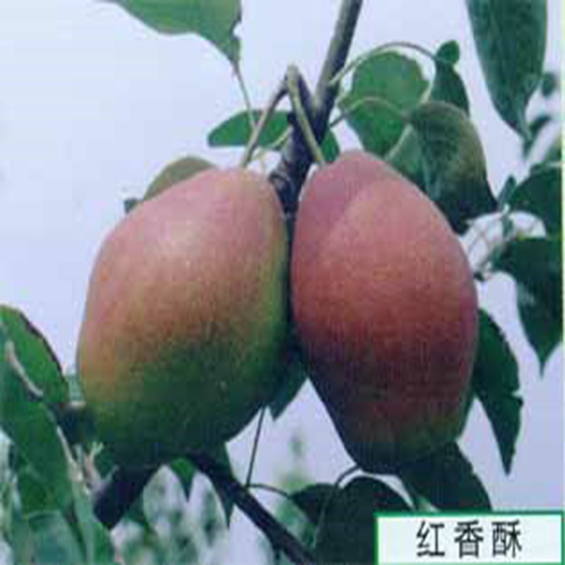 曲水金陽(yáng)蜜5號梨苗,金陽(yáng)蜜5號梨苗價(jià)格優(yōu)惠